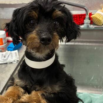 Albert -  Schnauzer and Mixed Breed Dog for Adoption in Birmingham, Alabama - Albert | PetCurious