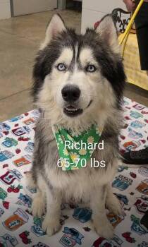 Richard -  Siberian Husky Dog for Adoption in Alliance, Ohio - Richard | PetCurious