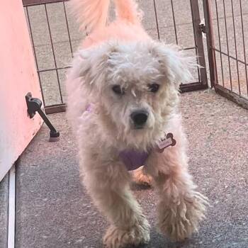 Florina 14160 -  Miniature Poodle Dog for Adoption in San Francisco, California - Florina 14160 | PetCurious