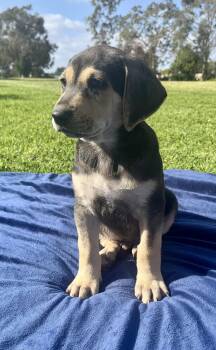 Chocolate Labrador Retriever Dogs Available for Adoption in El Cajon, California - Mac | PetCurious