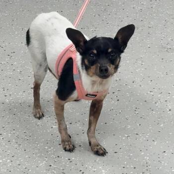Angel -  Chihuahua Dog for Adoption in Indianapolis, Indiana - Angel | PetCurious