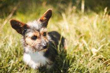 Terrier Dogs Available for Adoption in Gradyville, Kentucky - Ralphie-Transport | PetCurious