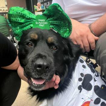 Rescue Rottweiler and Mixed Breed Dogs for Adoption in Springfield, Missouri - Bubba | PetCurious