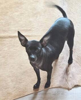 Minnie aka Crackers -  Chihuahua Dog for Adoption in Syracuse, New York - Minnie Aka Crackers | PetCurious