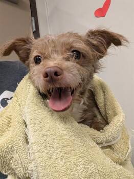 TEDDY -  Terrier Dog for Adoption in Ontario, California - TEDDY | PetCurious