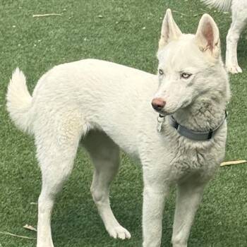 Husky Dogs Available for Adoption - Sache | PetCurious