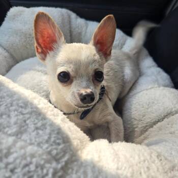 Chihuahua Dogs Available for Adoption in Helena, Alabama - Cricket | PetCurious