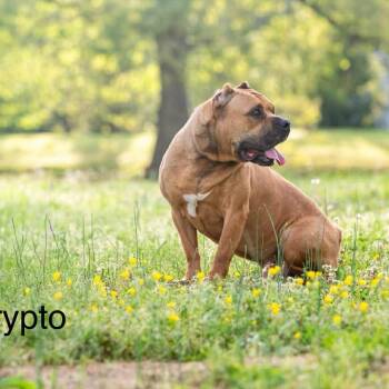 American Staffordshire Terrier Dogs Available for Adoption in Bartlett, Tennessee - Krypto | PetCurious