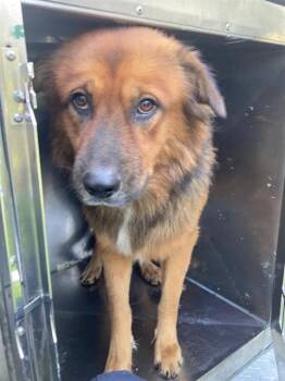 OSO -  Mixed Breed Dog for Adoption in Dallas, Texas - OSO | PetCurious