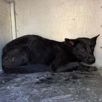 Phasma -  Labrador Retriever and Mixed Breed Dog for Adoption in Edinburg, Texas - Phasma | PetCurious