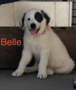 Belle -  Great Pyrenees and Anatolian Shepherd Dog for Adoption in Claremont, North Carolina - Belle | PetCurious