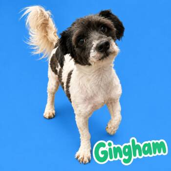 Gingham -  Lhasa Apso and Mixed Breed Dog for Adoption in Scottsdale, Arizona - Gingham | PetCurious