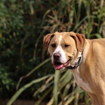 Rescue American Bulldog Dogs for Adoption in Duck River, Tennessee - Biscuit | PetCurious