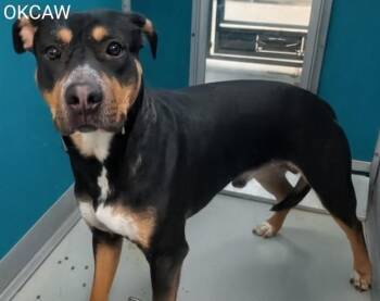 Rottweiler Dogs Available for Adoption - KOA 469975 | PetCurious