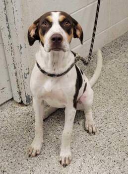 Kaboodle -  Labrador Retriever and Hound Dog for Adoption in Kansas City, Missouri - Kaboodle | PetCurious