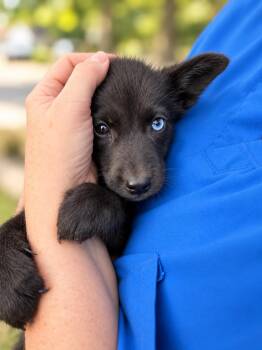 Pride & Prejudice Litter -  Mr. Darcy -  Husky and Labrador Retriever Dog for Adoption in Oswego, South Carolina - Pride & Prejudice Litter -  Mr. Darcy | PetCurious