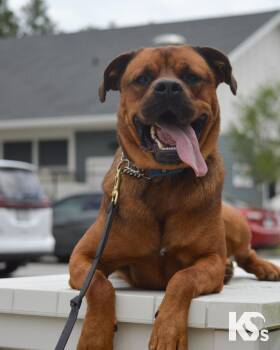 Felix -  Rottweiler and Bullmastiff Dog Available for Adoption - Felix | PetCurious