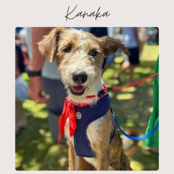 KANAKA -  Basenji and Labradoodle Dog for Adoption in San Juan Capistrano, California - KANAKA | PetCurious