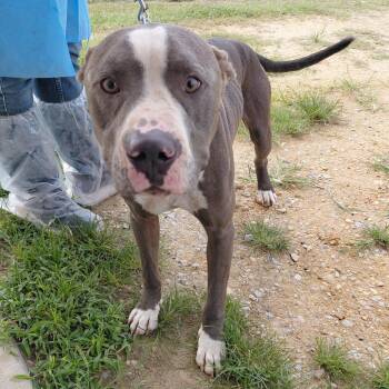 Truth 9357 -  Pit Bull Terrier Dog for Adoption in Loxahatchee Groves, Florida - Truth 9357 | PetCurious