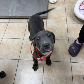 Pit Bull Terrier Dogs Available for Adoption - Mac | PetCurious