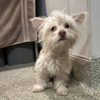 IVHS-Stray-140293 -  Terrier Dog for Adoption in San Gabriel, California - IVHS-Stray-140293 | PetCurious