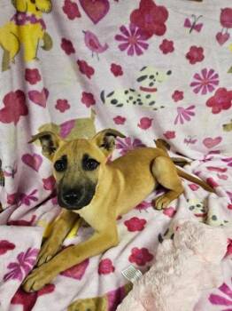 Mixed Breed Dogs Available for Adoption - Luann | PetCurious