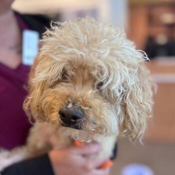 YORK-Stray-16592 -  Poodle Dog for Adoption in York, Pennsylvania - YORK-Stray-16592 | PetCurious