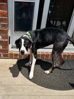 Merula -  Mixed Breed Dog for Adoption in Cincinnati, Ohio - Merula | PetCurious