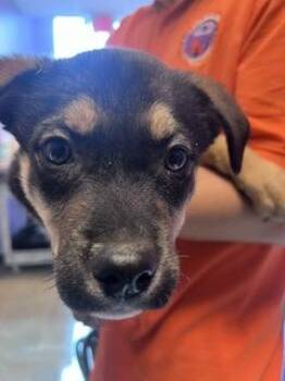 Mixed Breed Dogs Available for Adoption in El Paso, Texas - 60888810 | PetCurious