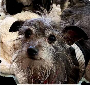 Pedro -  Airedale Terrier Dog for Adoption in Creston, California - Pedro | PetCurious