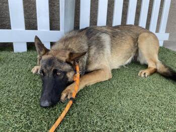 German Shepherd Dog and Mixed Breed Dogs Available for Adoption in Modesto, California - A610553 | PetCurious