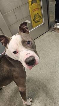 Pit Bull Terrier Dogs Available for Adoption in Dallas, Texas - RIP | PetCurious