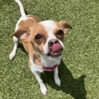 Chihuahua Dogs Available for Adoption in Hilliard, Ohio - Stella | PetCurious
