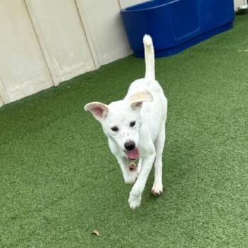 Max 4005 -  Labrador Retriever and Cattle Dog Dog for Adoption in Loxahatchee Groves, Florida - Max 4005 | PetCurious