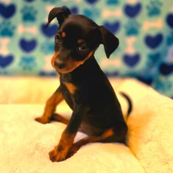 Ross -  Chiweenie Dog for Adoption in Hayward, California - Ross | PetCurious