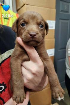 Van Halen -  Labrador Retriever Dog Available for Adoption in Evansville, Indiana - Van Halen | PetCurious