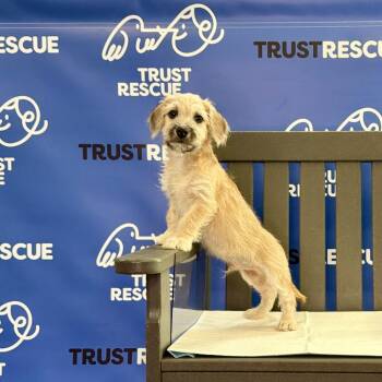 BANJO -  Terrier Dog for Adoption in Waterford, New Jersey - BANJO | PetCurious