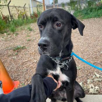 Coco D12300 -  Great Dane and Labrador Retriever Dog for Adoption - Coco D12300 | PetCurious