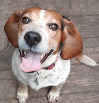 Rescue Beagle Dogs for Adoption in Mcconnelsville, Ohio - Hunter | PetCurious