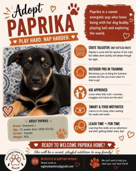 Paprika -  Shepherd Dog for Adoption in Winnipeg, Manitoba - Paprika | PetCurious