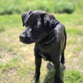 Labrador Retriever and Mixed Breed Dogs Available for Adoption in Franklin, North Carolina - Slim Jim | PetCurious