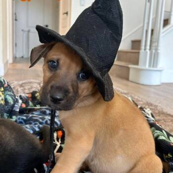 Rescue Labrador Retriever and Shepherd Dogs for Adoption in Orangevale, California - Cashew | PetCurious