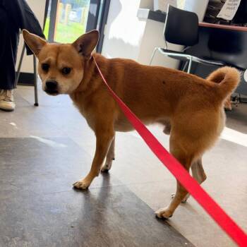 Yeti Spaghetti -  Mixed Breed Dog for Adoption in Philadelphia, Pennsylvania - Yeti Spaghetti | PetCurious