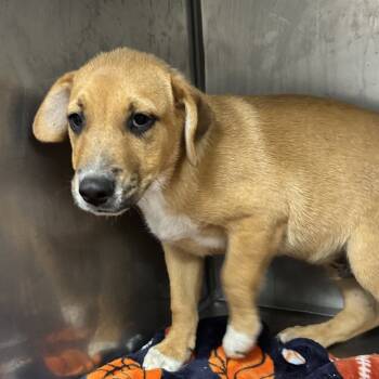 Rescue Labrador Retriever and Hound Dogs for Adoption in Parrish, Alabama - Ricky | PetCurious