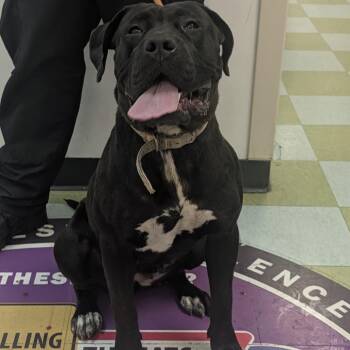 Hazel -  Mixed Breed Dog for Adoption in Philadelphia, Pennsylvania - Hazel | PetCurious