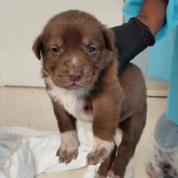 Altair 1615 -  Mixed Breed Dog for Adoption in Loxahatchee Groves, Florida - Altair 1615 | PetCurious