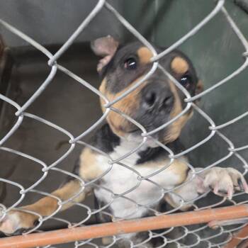 ASTRID -  American Staffordshire Terrier Dog for Adoption in Carlin, Nevada - ASTRID | PetCurious