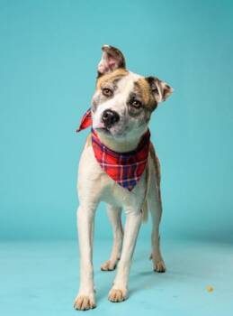 Tiger -  Mixed Breed Dog for Adoption in Atlanta, Georgia - Tiger | PetCurious