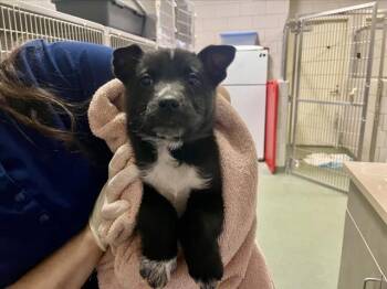 Mixed Breed Dogs Available for Adoption - FIGARO | PetCurious