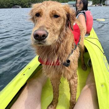 Golden Retriever Dogs Available for Adoption in Jersey City, New Jersey - Bunny | PetCurious